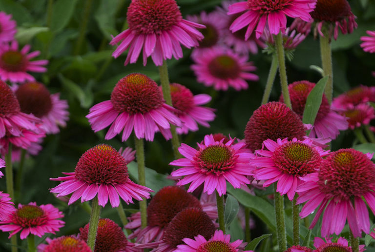 ECHINACEA - DELICIOUS CANDY