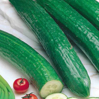 Cucumbers-Diva English Heirloom