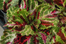 COLEUS KONG - MOSAIC