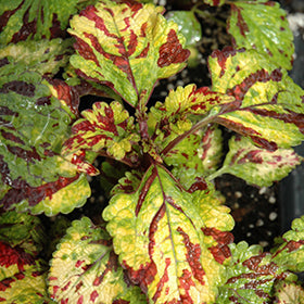 COLEUS STAINED GLASS - ERUPTION