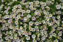 CALIBRACHOA CANDY SHOP - GRAPE SPLASH