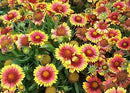GAILLARDIA - ARIZONA SUN