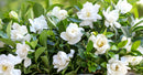 GARDENIA  BUSH