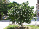 GARDENIA  TREE