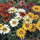 GAZANIA - KISS MIX