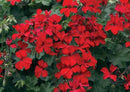 5 1/2" GERANIUMS - GERANIUM CALIENTE RED