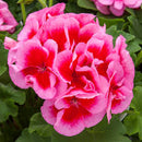 5 1/2" GERANIUMS - CALLIOPE ROSE MEGA SPLASH