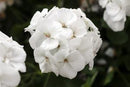 5 1/2" GERANIUMS - CALLIOPE WHITE