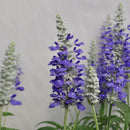 SALVIA CATHEDRAL - BLUE