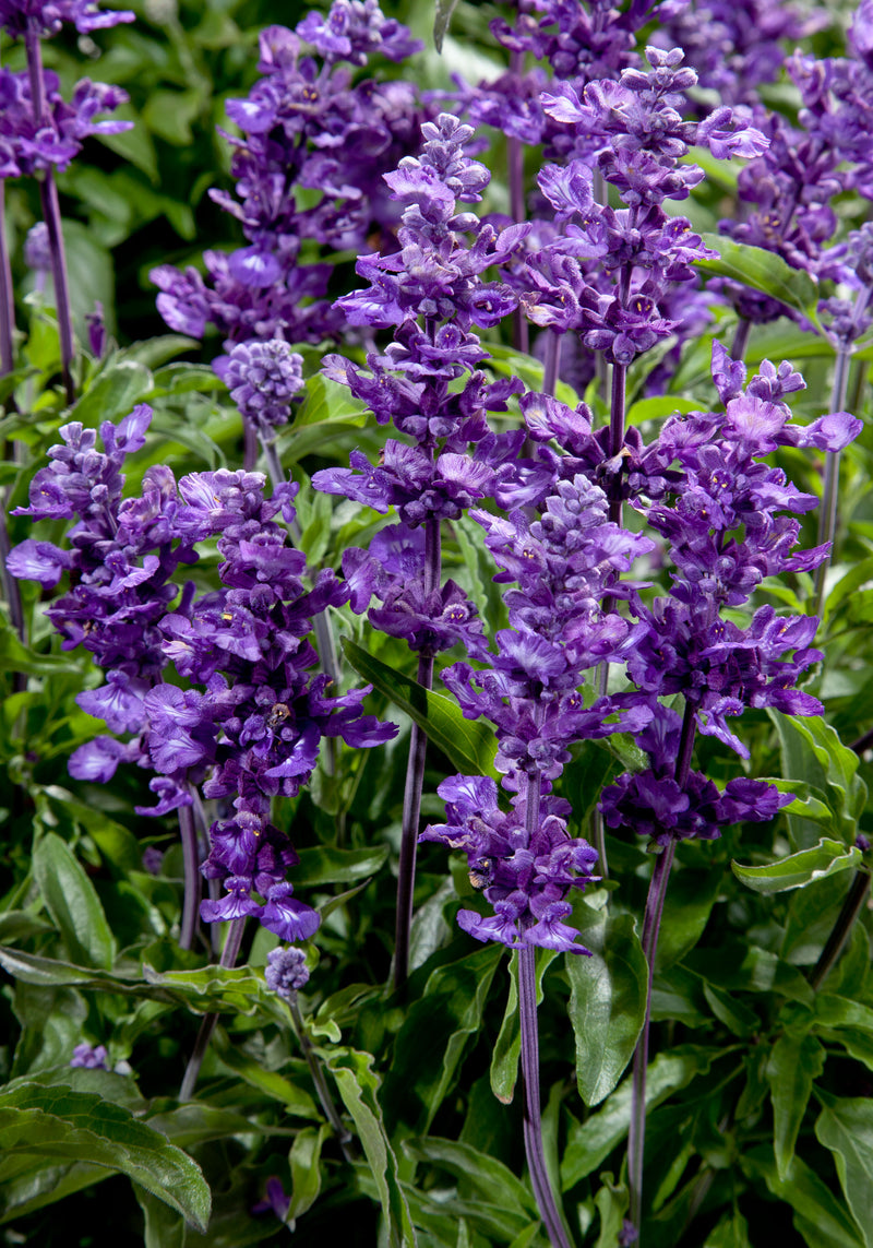 SALVIA CATHEDRAL - LAVENDER