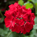 3 GALLON GERANIUMS - CALLIOPE DARK RED