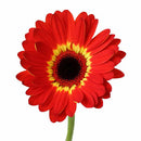 5 1/2" POTS - GERBER DAISY FIRE