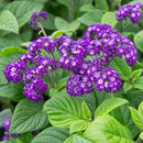 HELIOTROPE - FRAGRANT DELIGHT