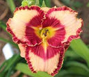HEMEROCALLIS - LIES AND LIPSTICK