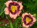 HEMEROCALLIS - ROCK SOLID