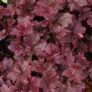 HEUCHERA - MIDNIGHT ROSE