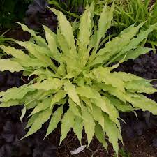 HOSTA - WIGGLES SQUIGGLES