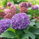 HYDRANGEA - LETS DANCE ARRIBA