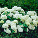 HYDRANGEA - ANNABELLE