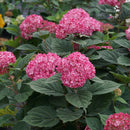 HYDRANGEA - INVINCIBELLE RUBY