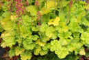 HEUCHERA - NORTHERN EXPOSURE LIME
