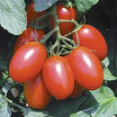INDIVIDUAL REGULAR TOMATOES - SUGAR PLUM