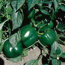 INDIVIDUAL SWEET PEPPERS - BELL BOY