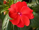 SUNPATIENS COMPACT - RED