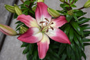 LILIUM ORIENTAL - LILYLOOKS TINY DIAMOND