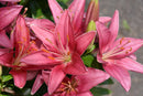 LILIUM ORIENTAL - LILYLOOKS TINY PEARL