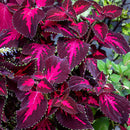 MILLION BELL KINGSWOOD TORCH