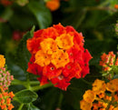 LANTANA BLOOD ORANGE