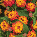 LANTANA - CITRUS BLEND