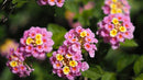 LANTANA CRANBERRY