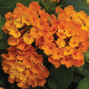 LANTANA ORANGE