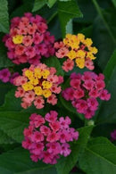 LANTANA - ROSE
