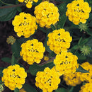 LANTANA - YELLOW
