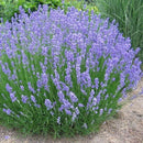 LAVANDER PHENOMENAL