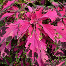 COLEUS LUMINESCE