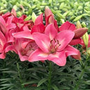 LILIUM ORIENTAL - LA HYBRID SUMMER SKY