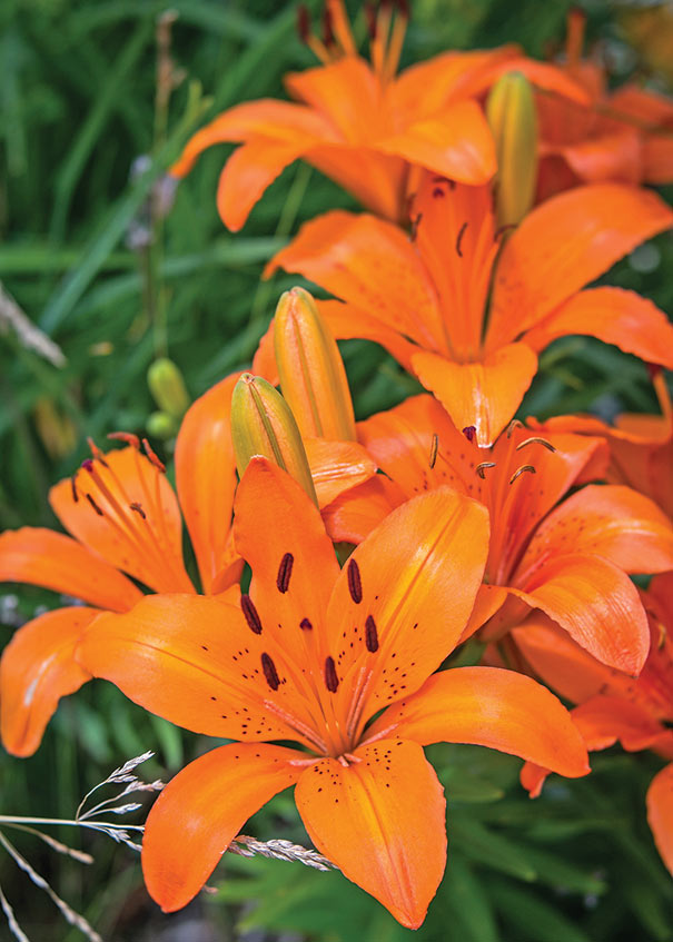 LILIUM ORIENTAL - ASIATIC MATRIX ORANGE