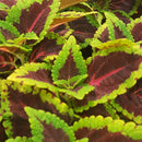 MILLION BELL ALLIGATOR ALLEY