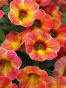 MILLION BELL ATOMIC ORANGE