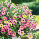 MILLION BELL CHERRY BANANA