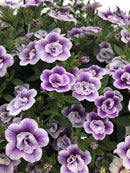 MILLION BELL DOUBLE PLUMTASTIC