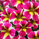 MILLION BELL FANCY BERRY