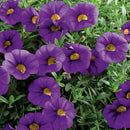 MILLION BELL OMBRE BLUE