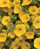 MILLION BELL YELLOW CHIFFON