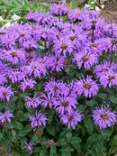 MONARDA - SUGAR BUZZ BLUE MOON