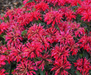 MONARDA - SUGAR BUZZ CHERRY POPS